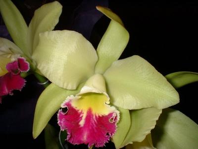 Orchide  Dscf0097