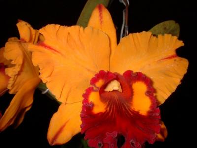 Orchide  Dscf0099