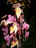 Orchide  Dscf0020