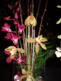 Orchide  Dscf0029