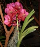 Orchide  Dscf0055