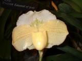 Orchide  Dscf0069
