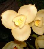 Orchide  Dscf0087