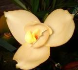 Orchide  Dscf0088