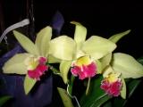 Orchide  Dscf0096