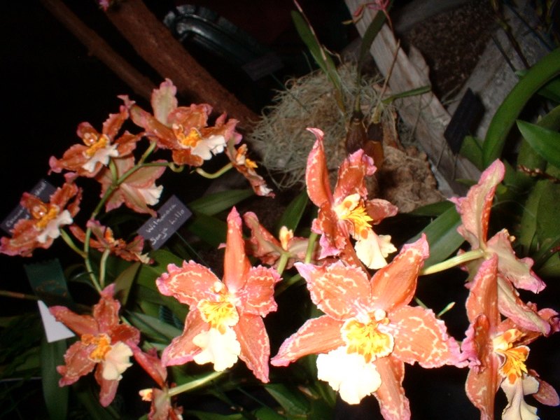 Orchide  Dscf0049