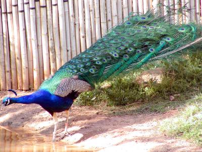 peacock 1.jpg