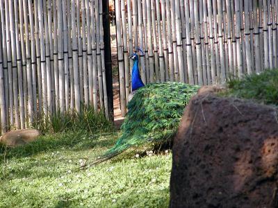peacock 3.jpg