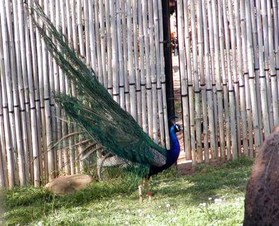 peacock 4.jpg