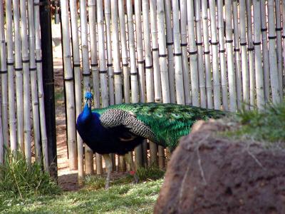 peacock 5.jpg