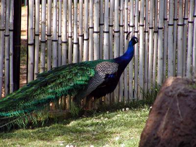 peacock 6.jpg