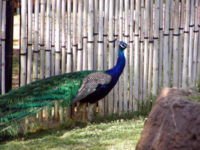 peacock 7.jpg