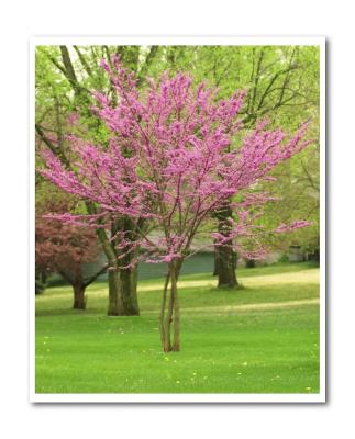 Tree.jpg