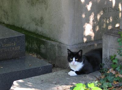Cemetery Kitty