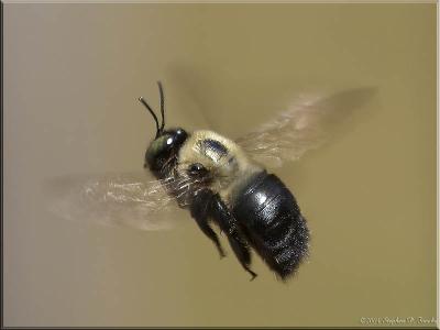 Flight of a Bumble Bee