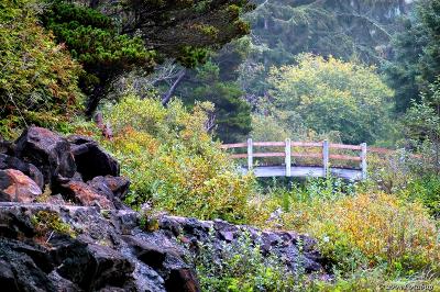 Bridge in the woods