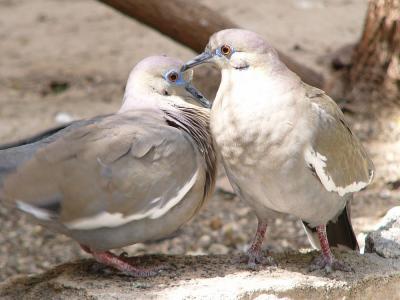 White-winged doves flirting