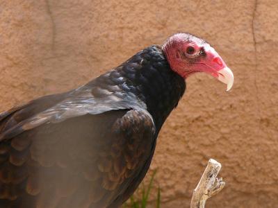 Turkey Vulture - ugly up close, huh?