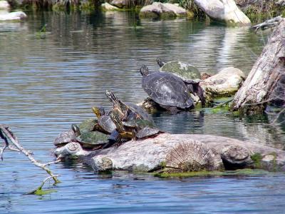 My favorite - turtles sunning