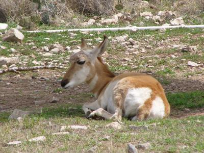 Pronghorn - without horns!