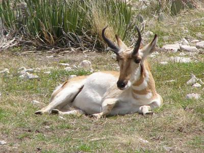 Pronghorn - with horns!