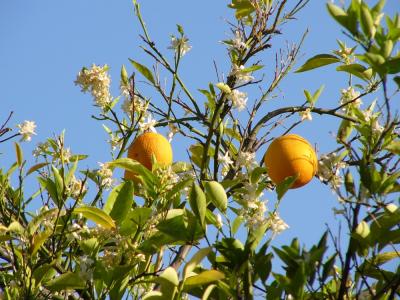 Those sure look like oranges!