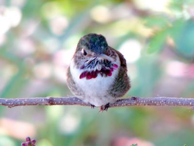Hummingbird - any one ID?