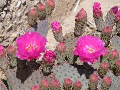 Flowering Caret Cup Cactus