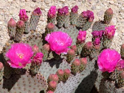 Flowering Caret Cup Cactus