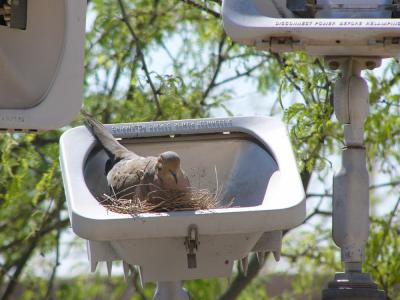 Mourning dove found nice nest spot