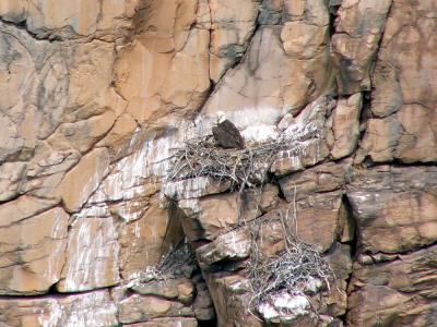 Bald Eagle at nest - far across canyon