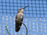 Hummingbird - any one ID?