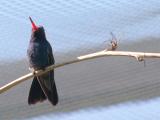 Hummingbird - any one ID?