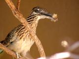 Roadrunner