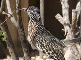 Roadrunner