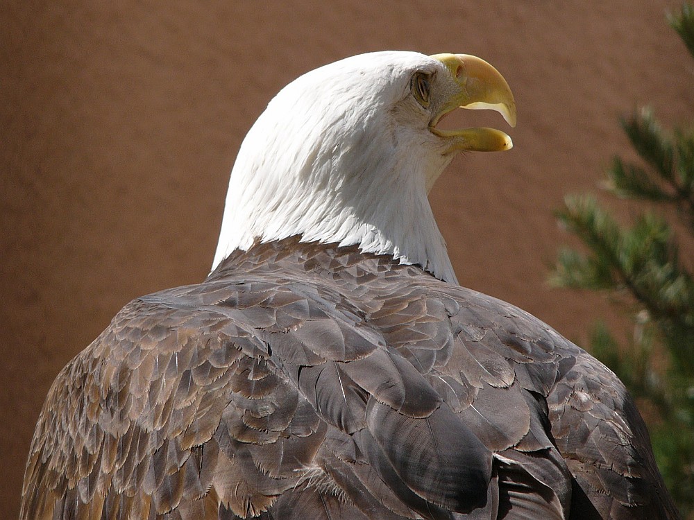 Bald Eagle