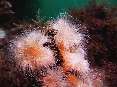 Anemonen 3.JPG