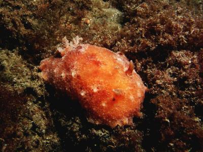 Millenniumslak (Geitodoris Planata) 2