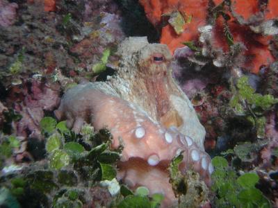Octopus 1.JPG