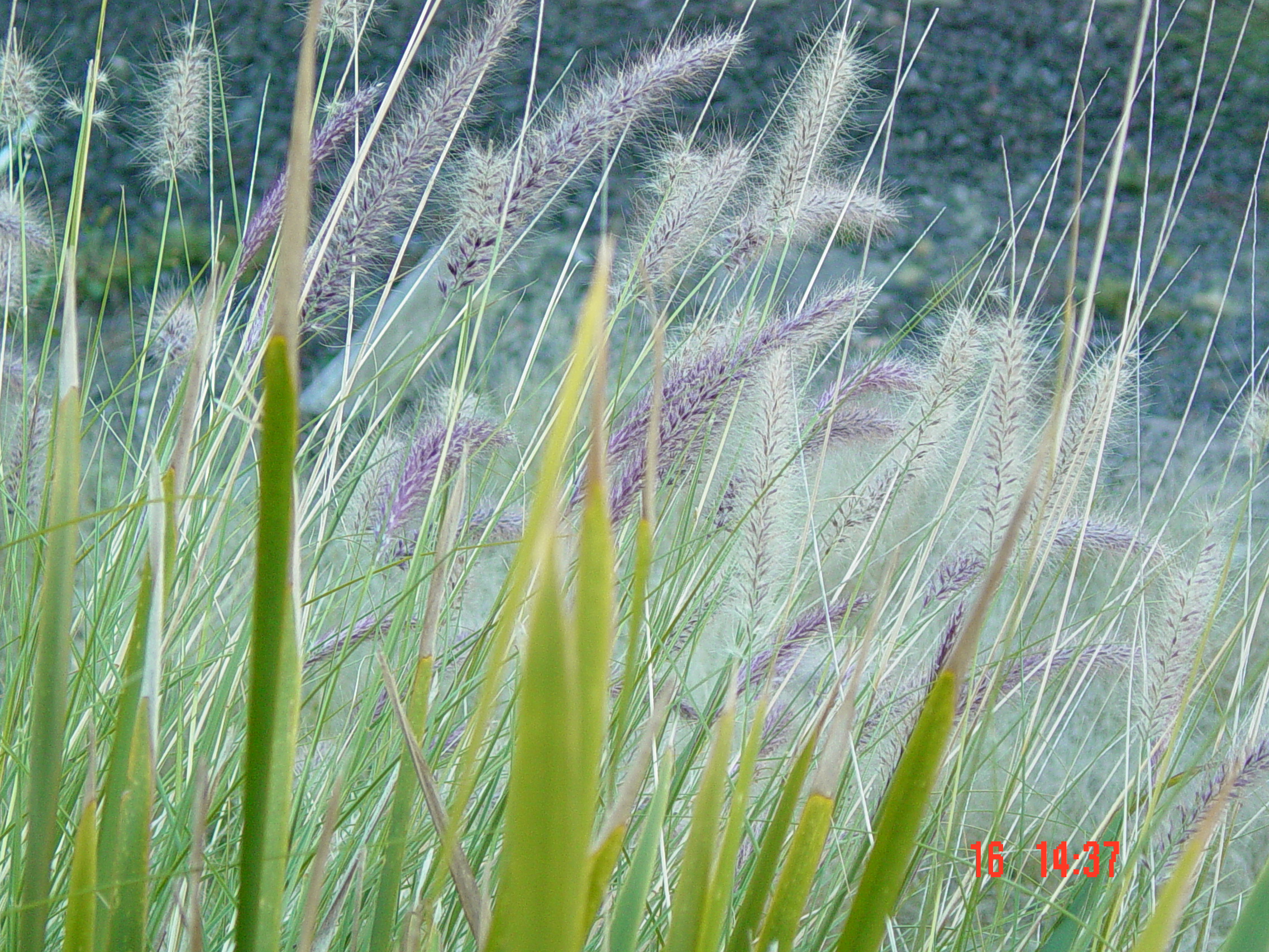 Grass 04600.JPG