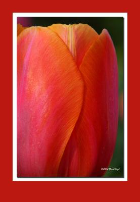 Tulip 2.jpg