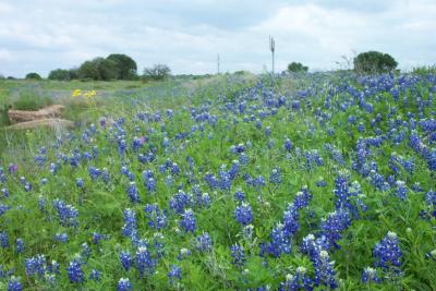 Taken on hwy 152 west of Llano