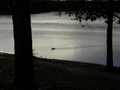 duck_hunting