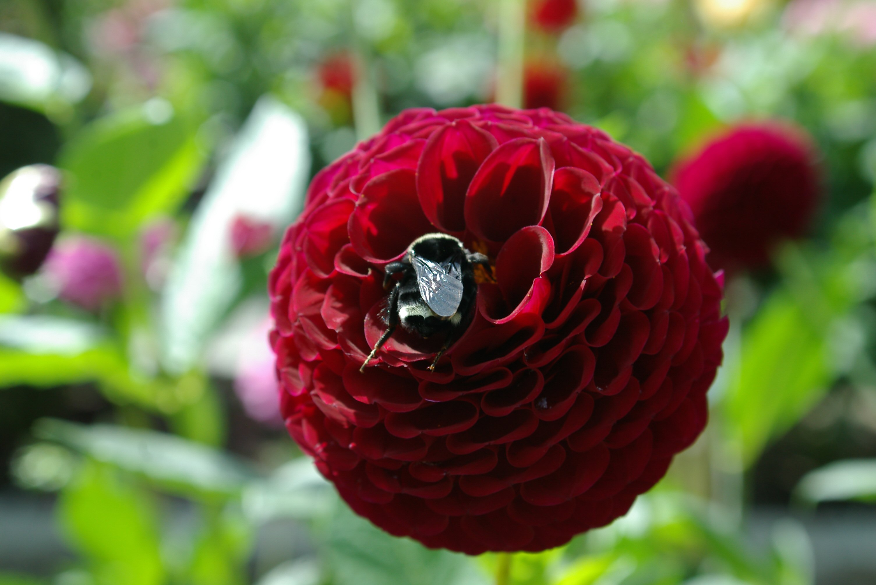 IMGP0825.JPG