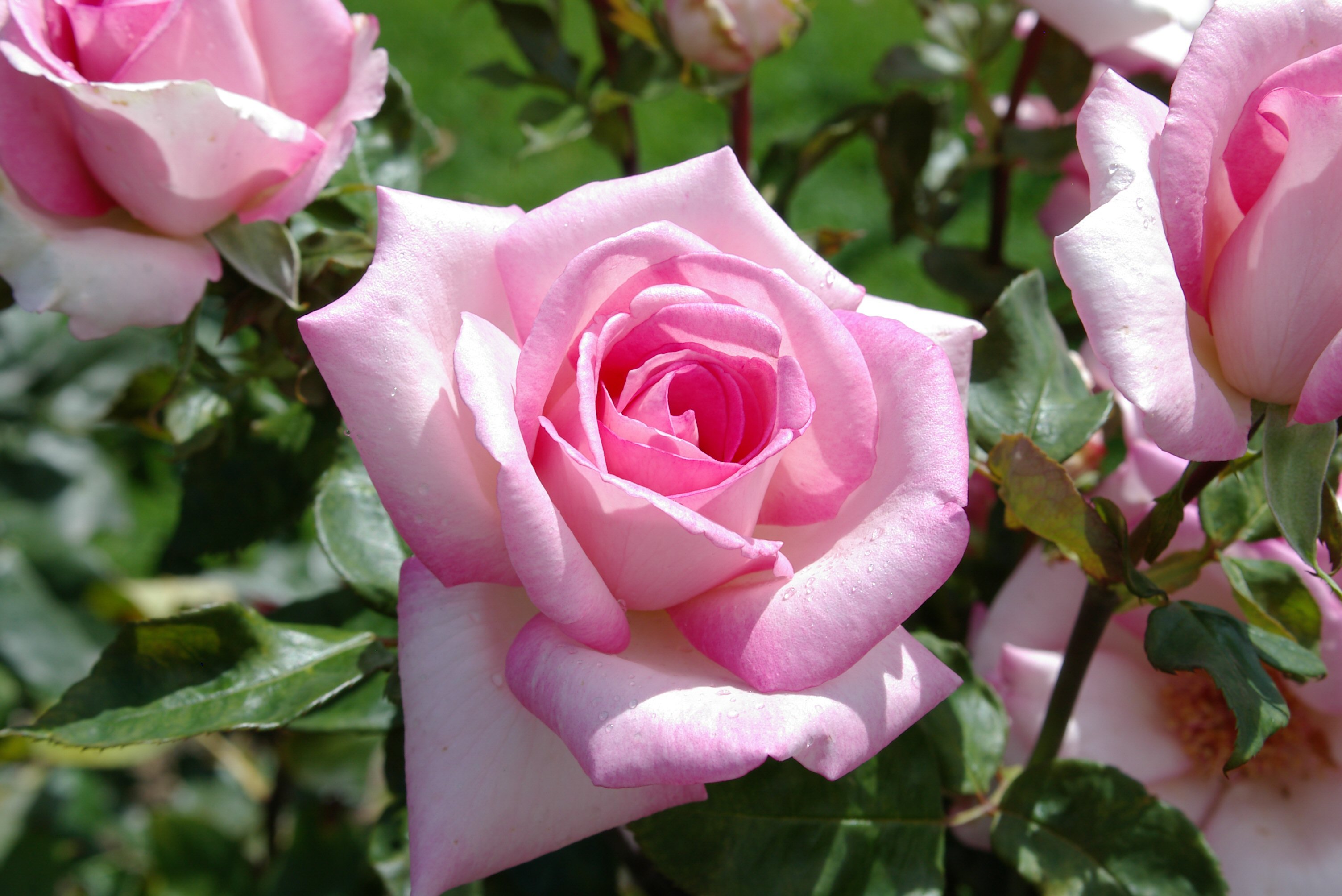 IMGP0893.JPG