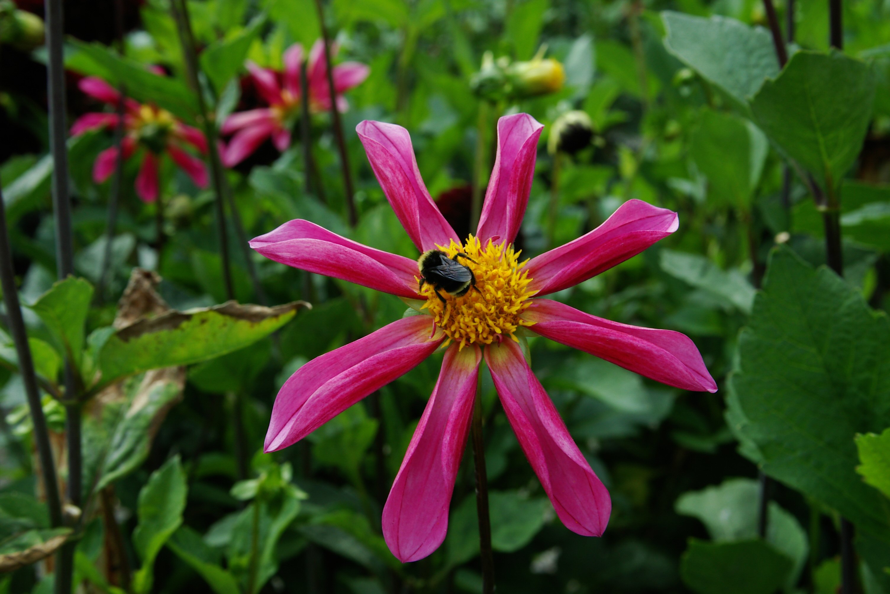 IMGP1058.JPG