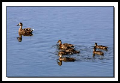 Ducks on Parade