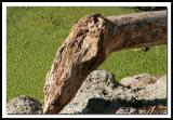 Beached Drift Wood