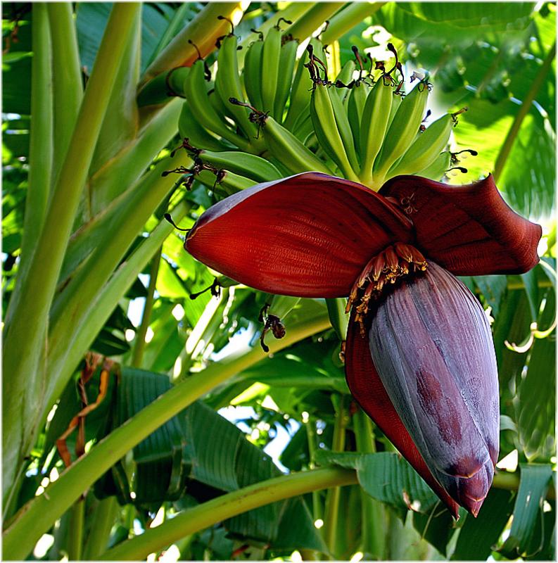 Something from Bananas life