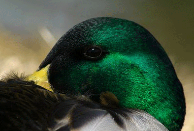 ducksleep1.gif